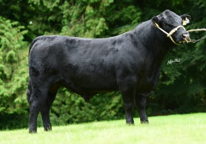 Read more about the article First Calves from Liss Brendan AA2163