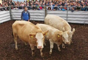 Read more about the article National Ploughing Championships 2016