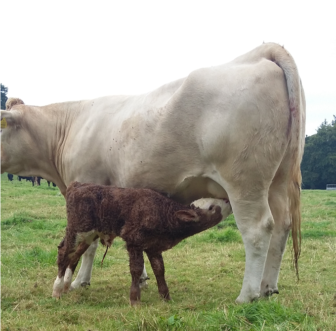 SI2152 calf at birth