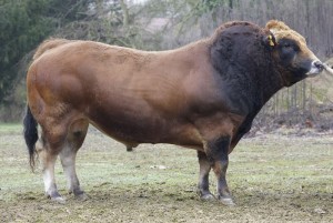 Read more about the article Bull Nostalgia: Vulain