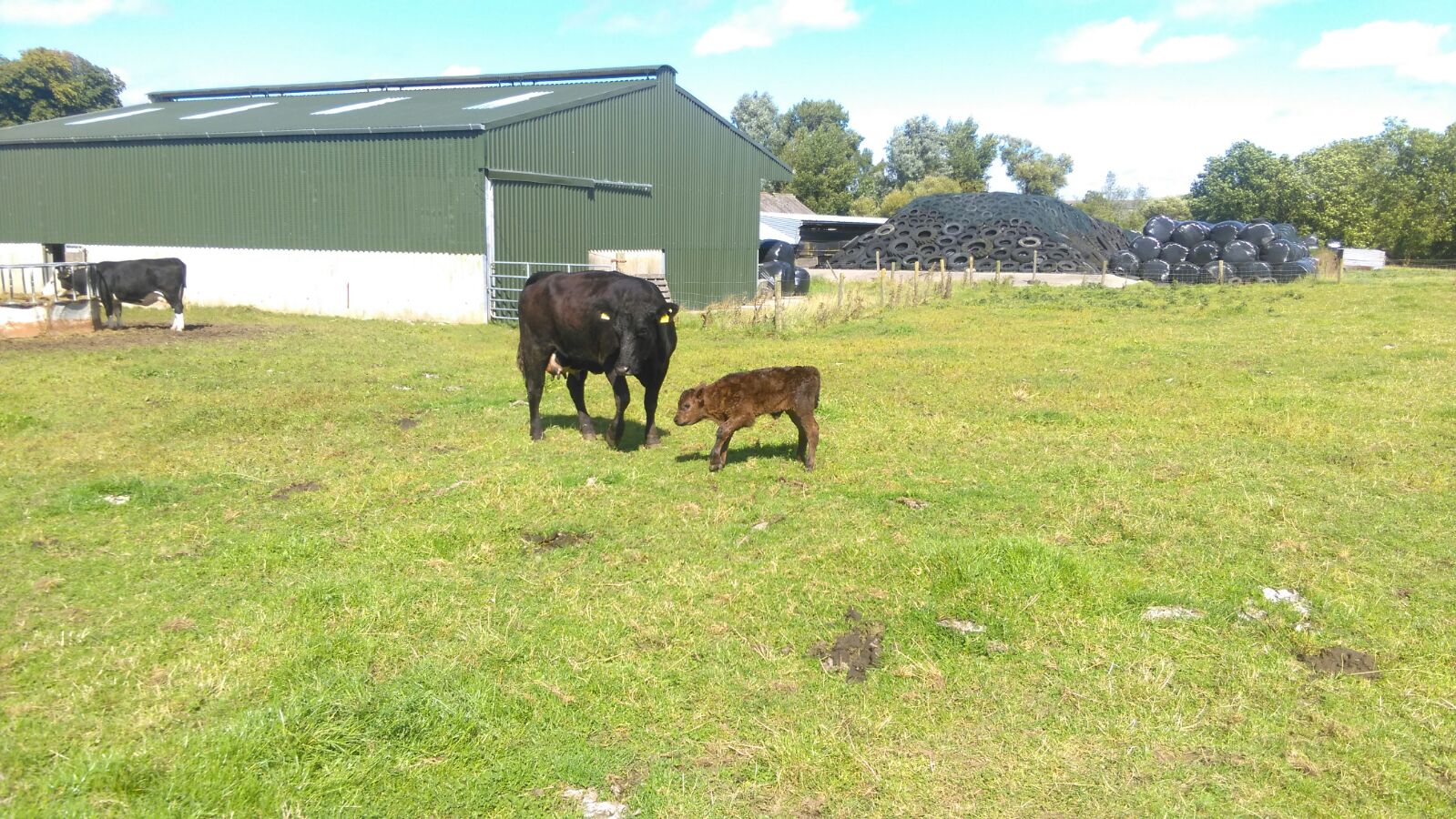 aa2163 calf 2 x ptx cow