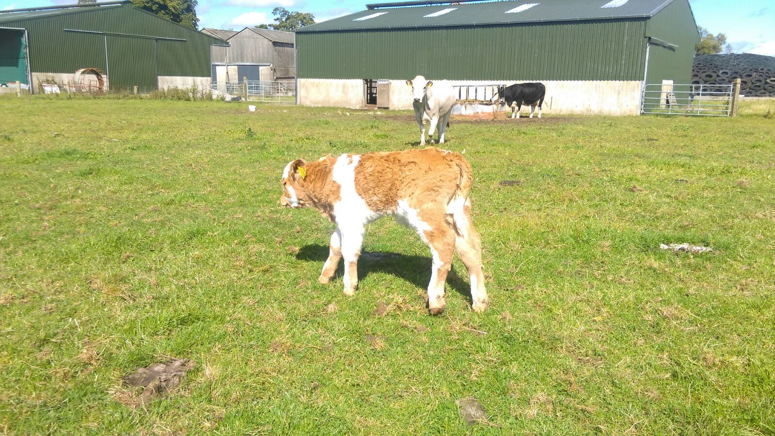 ch2159 calf2 x SIX cow