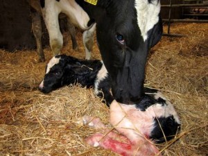 Read more about the article How important is Calving Ease to you?