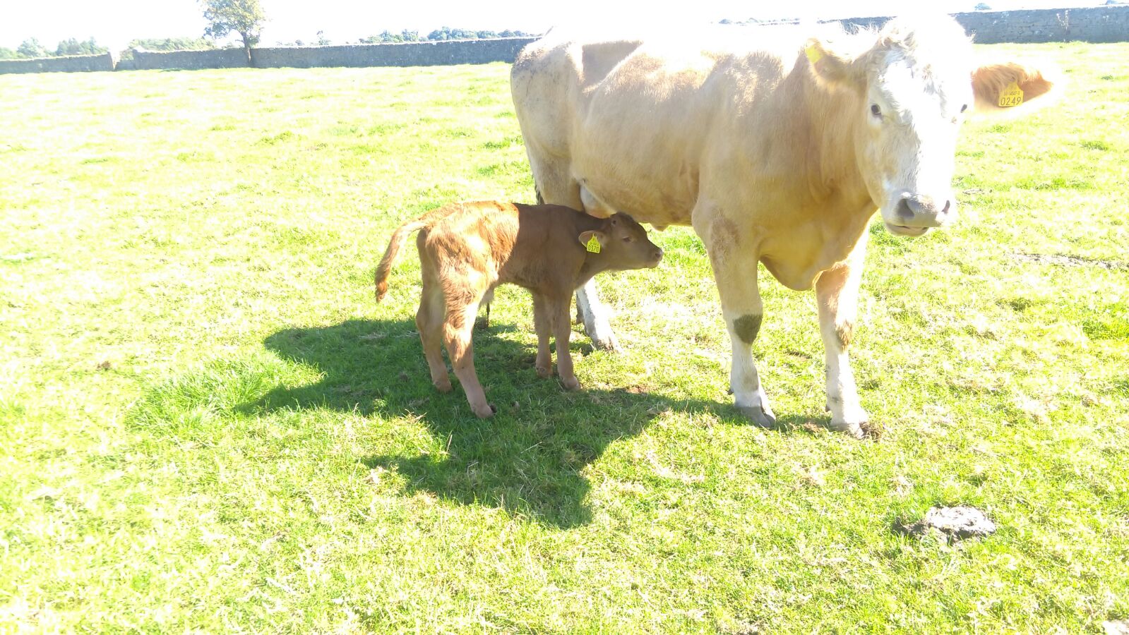 lm2150 calf 2 x CHX