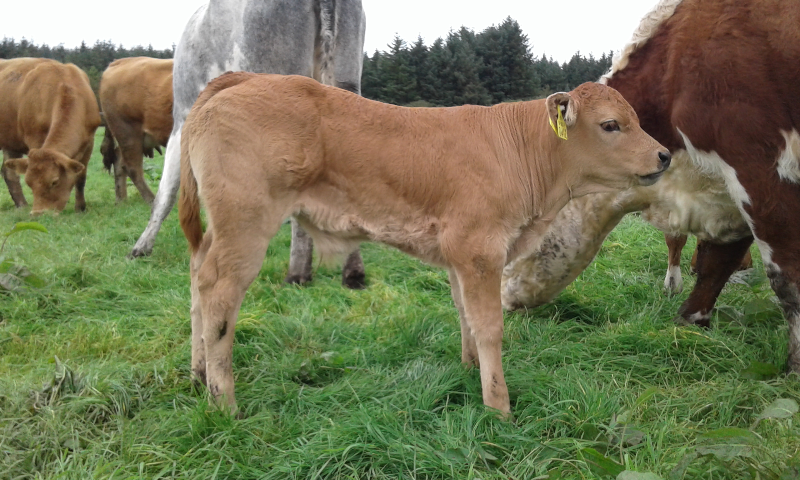 zky bull calf 14days