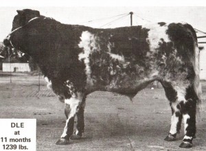 Read more about the article Bull Nostalgia: Deerpark Leader 4th