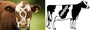 Genetic cows