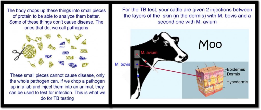 Panels 3 & 4- Injections and the TB test