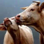 cow licking friend