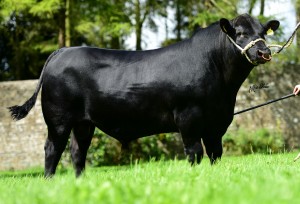 Read more about the article New high index Angus bull added to the GI Panel