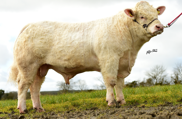 Read more about the article New high index Charolais bull added to the GI panel