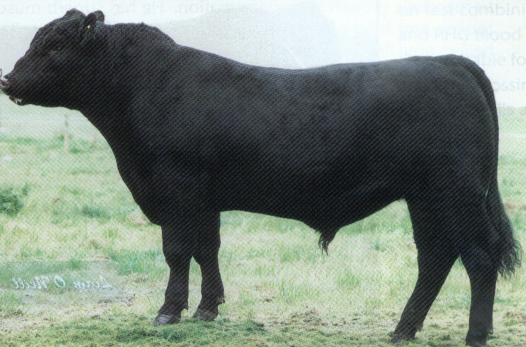 Read more about the article Bull Nostalgia: Acres Mickey