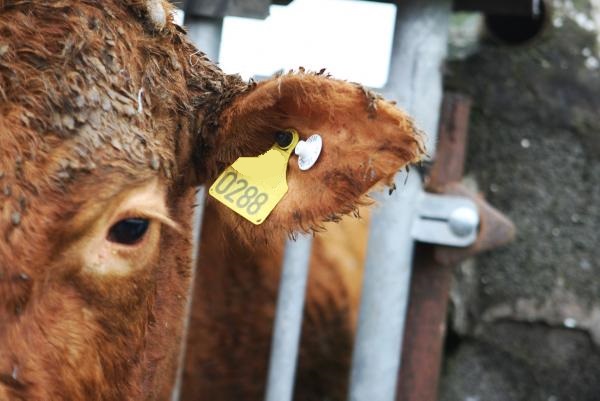Read more about the article National Genotyping Programme for SCEP herds
