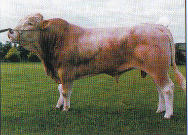 Read more about the article Bull Nostalgia: Woodtown Usurper