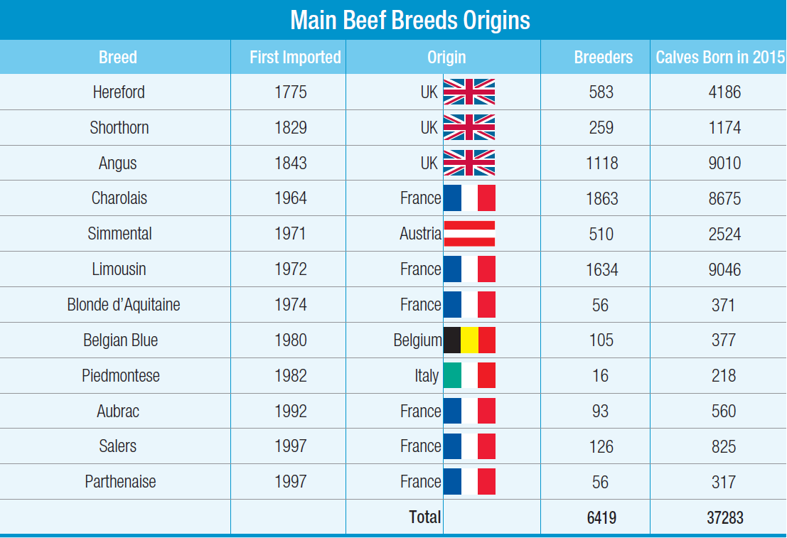 Main Beef Breeds Origins