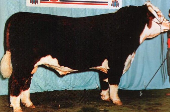 Read more about the article Bull Nostalgia: Dunrobin Superstar ET 2A
