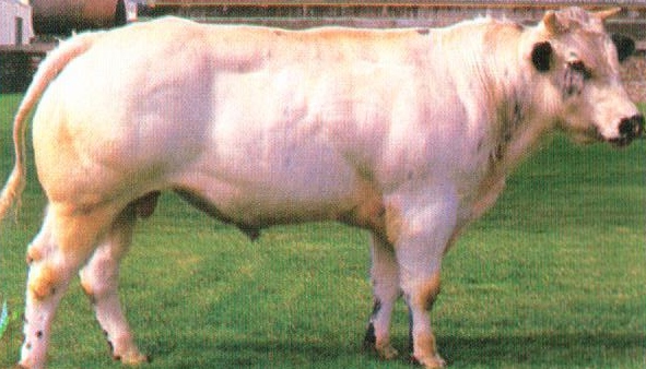 Read more about the article Bull Nostalgia: Impressario du Stordeur