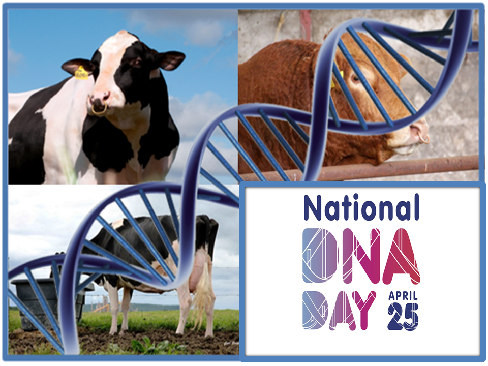 Read more about the article World DNA Day – ICBF closes in on One Million Genotypes