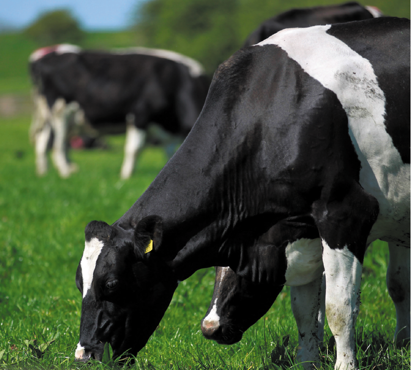 Read more about the article Stats – Dairy AI Usage by Breed