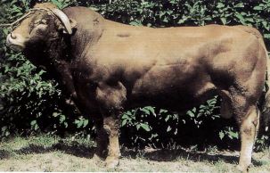 Read more about the article Bull Nostalgia: Ulysse