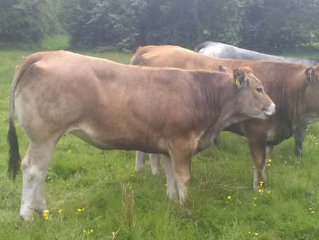 Macroom Mart Selling BDGP Eligible Females Tomorrow Sat 17th