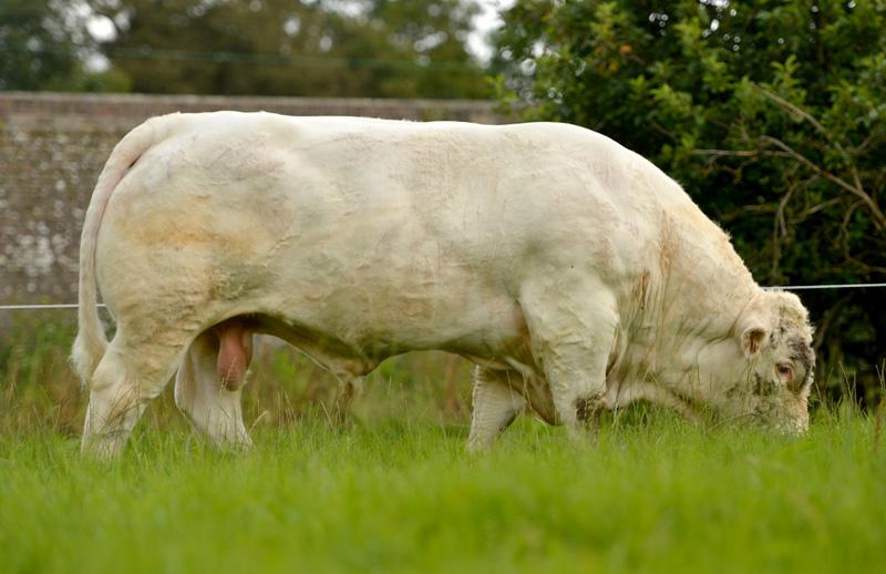 Read more about the article Video – Heracles HHJ Progeny