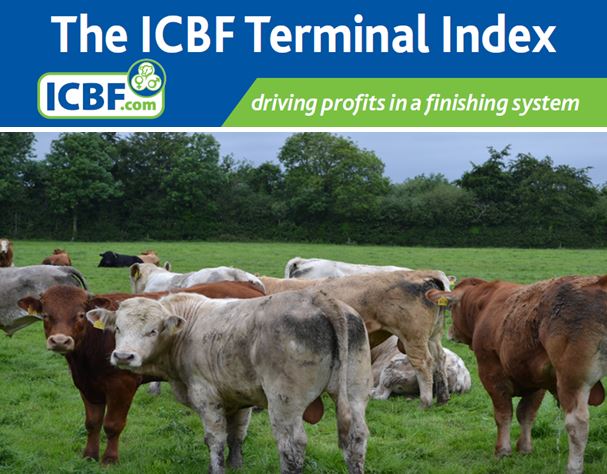 Read more about the article ICBF Terminal Index delivers for Finishers