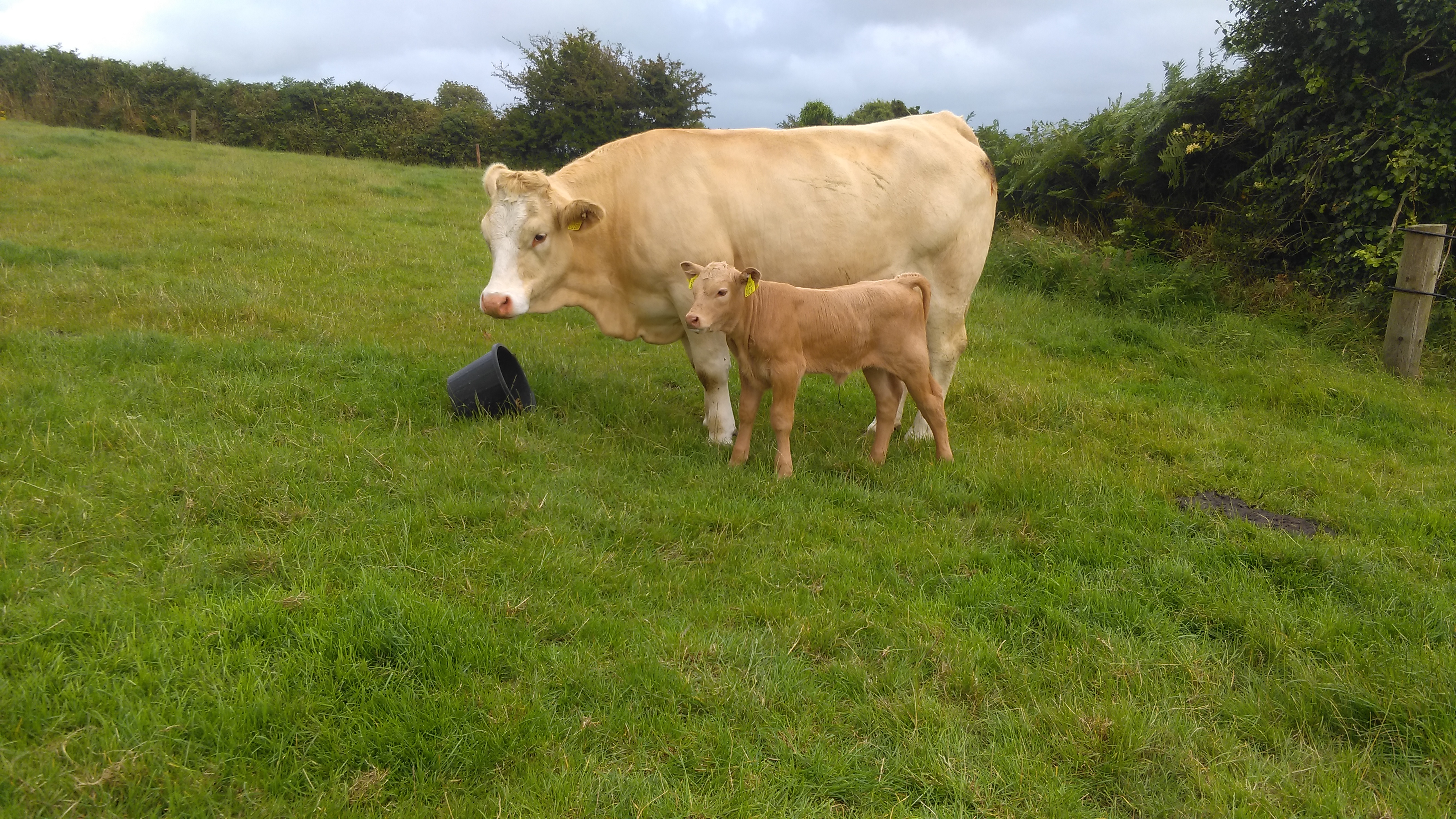 Read more about the article Gene Ireland – KDZ calved heifer