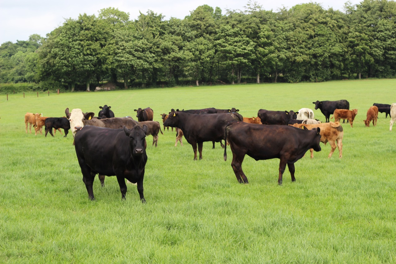 Read more about the article Tullamore Farm making best use of the Euro-Star Index