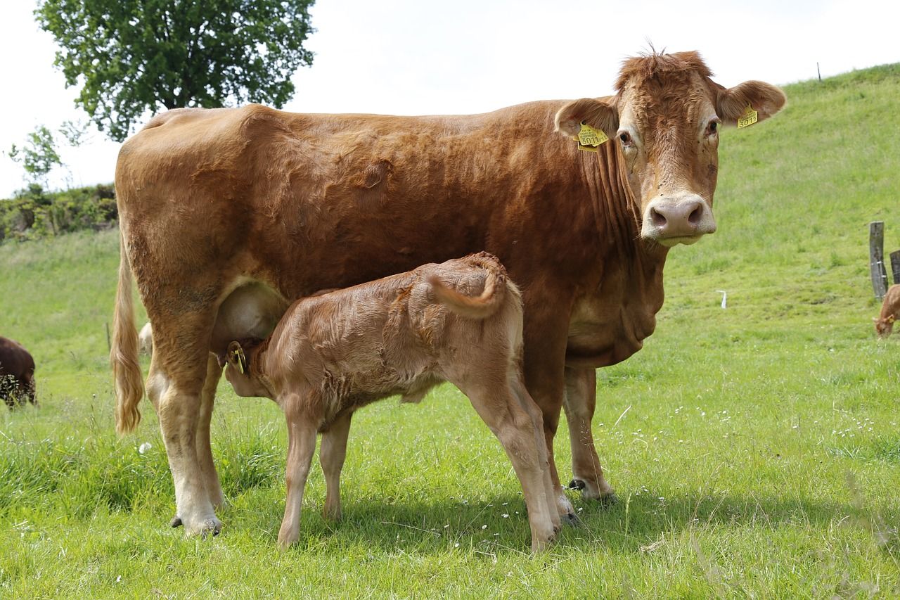 Read more about the article Confirmation that 5 star cows are more climate efficient