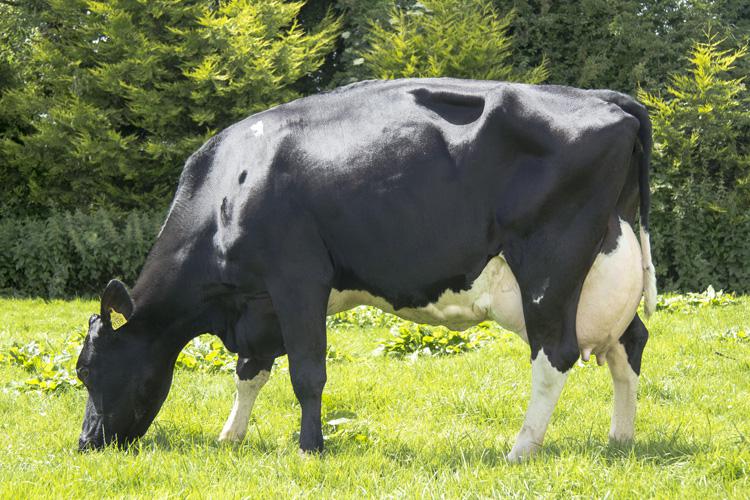 Read more about the article Dairy AI Bull Evaluations