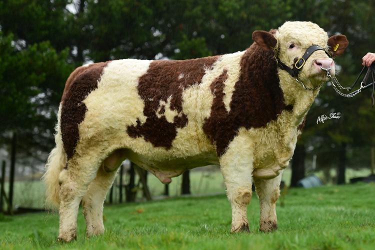 Read more about the article Gene Ireland Progeny – Lisnacrann Fifty Cent