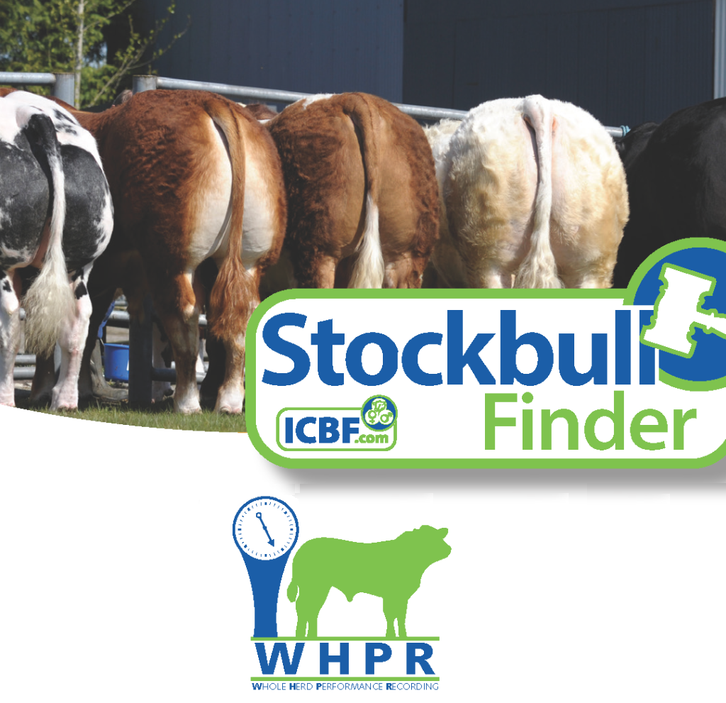 Read more about the article New Application – Stockbull Finder