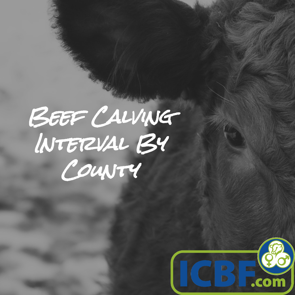 Read more about the article Beef Calving Interval – Waterford leads the way