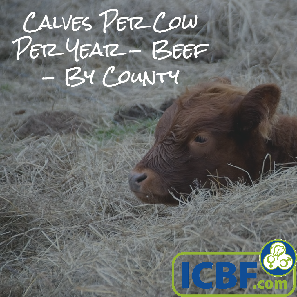 Read more about the article Beef Stats – Monaghan has most calves/cow/year