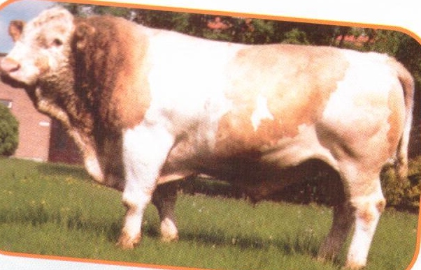 Read more about the article Bull Nostalgia: Ballybane Lad