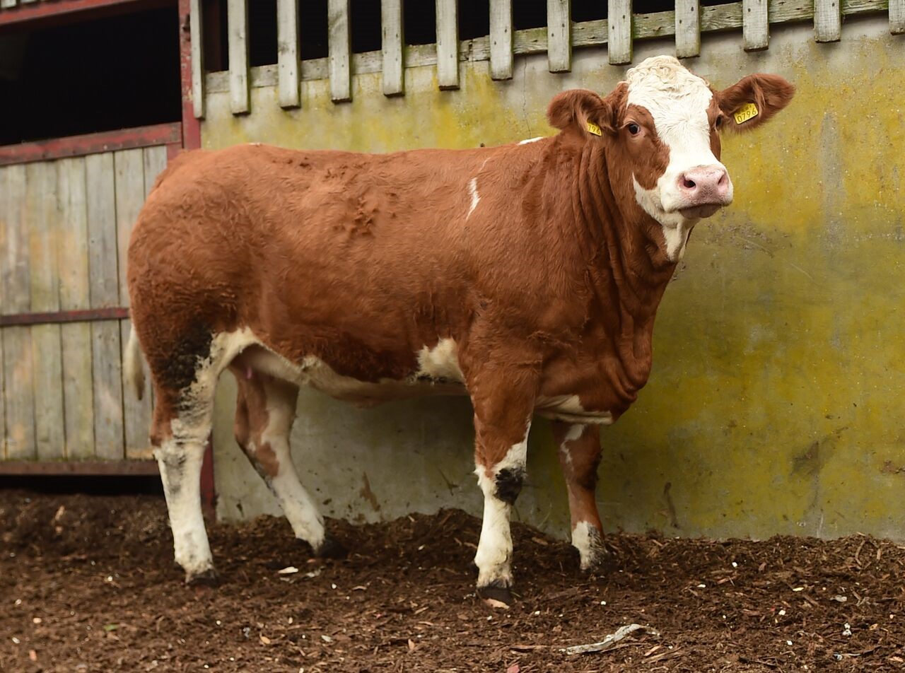 Read more about the article Donegal Mart selling BDGP Eligible Females Tomorrow