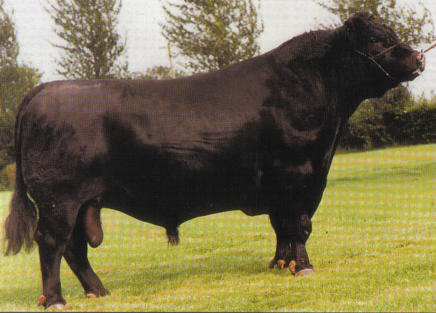 Read more about the article Bull Nostalgia: Breanross Faithful