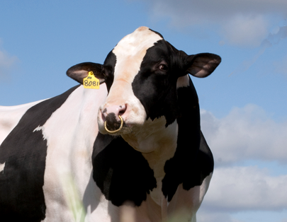 Read more about the article March Dairy AI Active Bulls Updated
