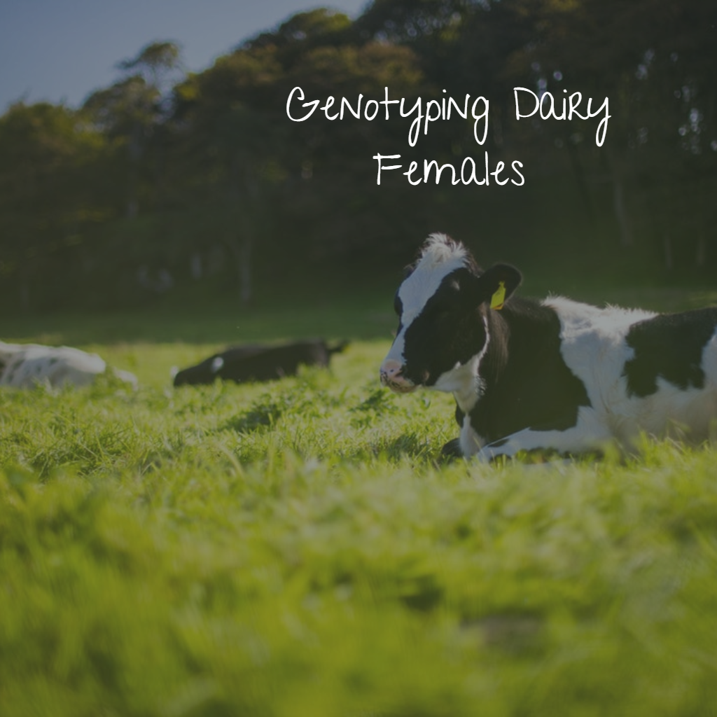 Read more about the article The next step for Irish Dairy Farmers