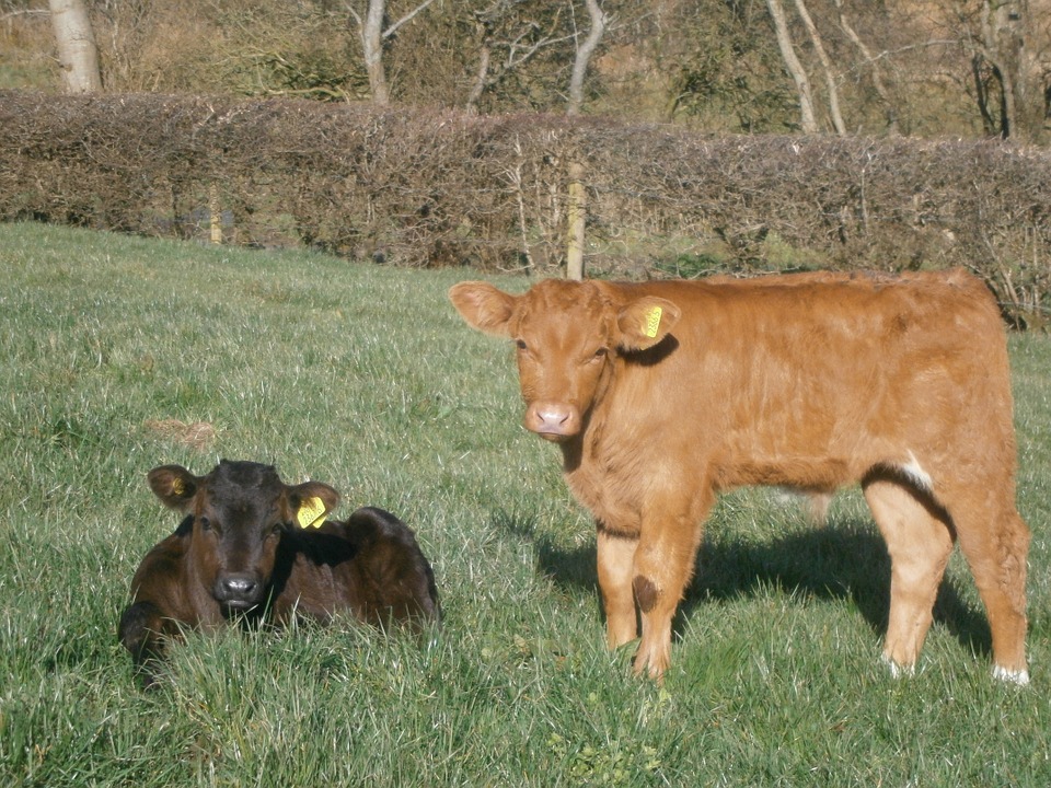 Read more about the article Twins With Different Sires