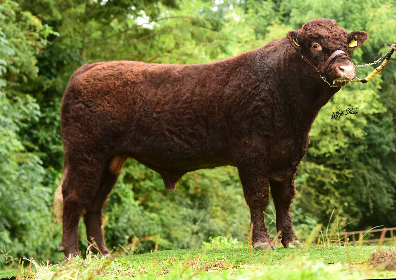 Read more about the article 5 Star Salers Bull now available to order from Gene Ireland