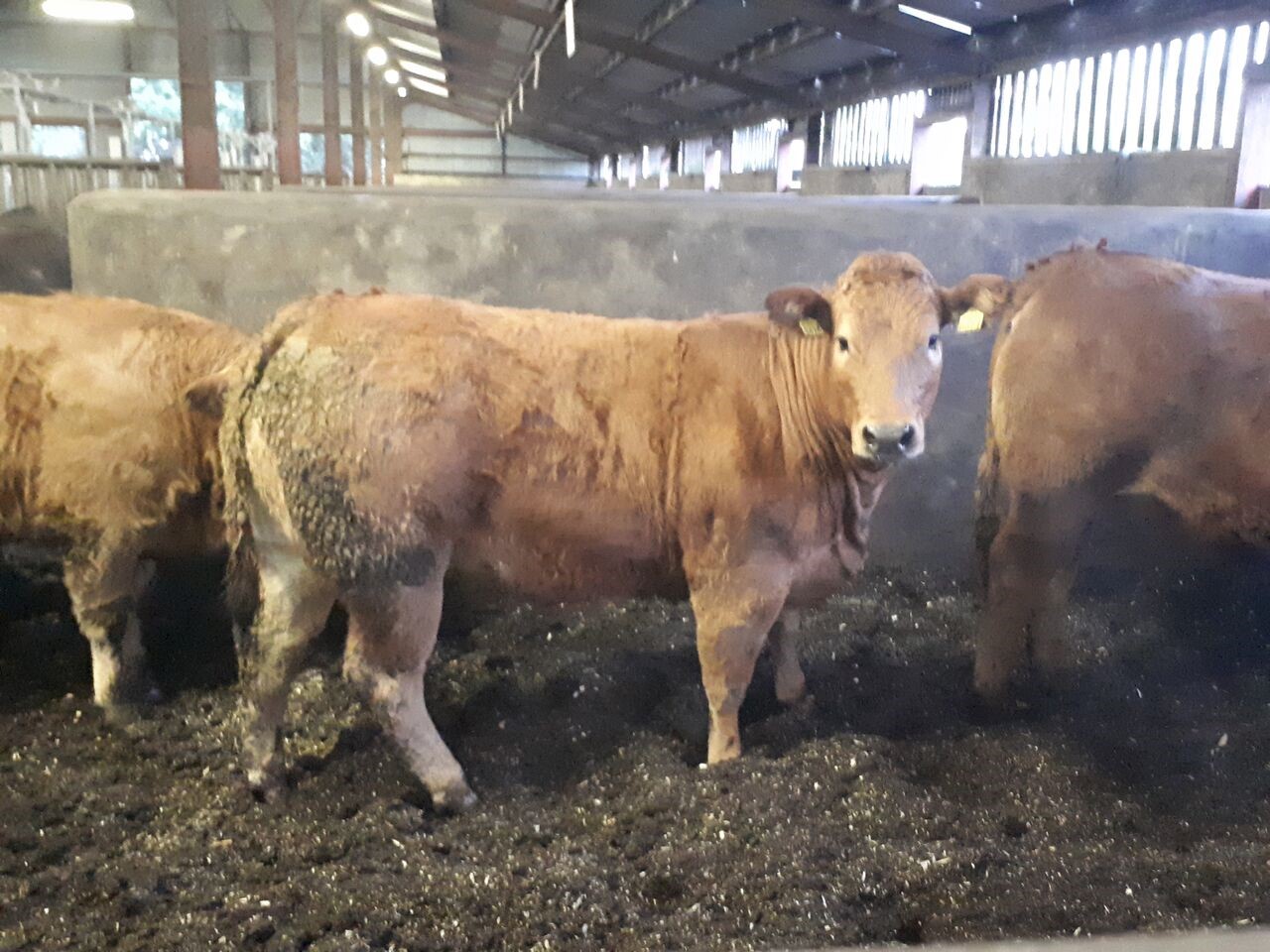 Read more about the article Gene Ireland Progeny Test Centre Performance – 18 Heifers