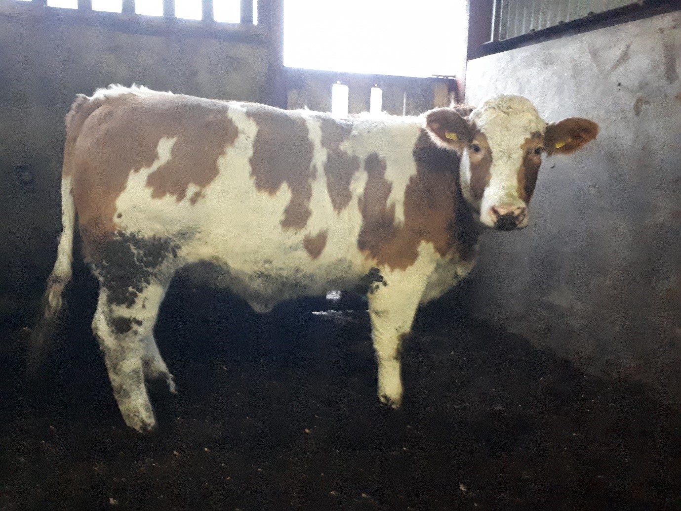 Read more about the article Gene Ireland Focus – Progeny Performance: Bondi Jacob (CH2159)