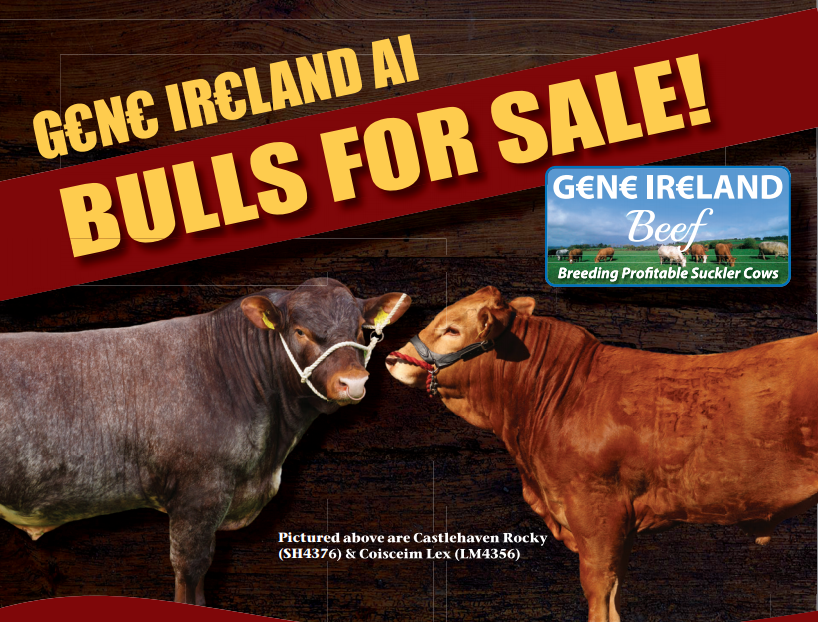 Read more about the article Gene Ireland Bulls For Sale