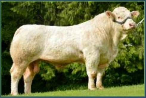 Read more about the article Exceptional Terminal Indexes for Co. Clare Charolais Breeder