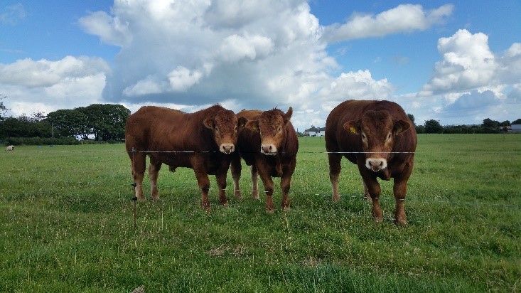 Read more about the article French females laid the foundation for Co. Laois Limousin herd