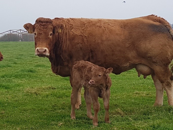 Read more about the article Gene Ireland Progeny performing in pedigree Limousin Herd
