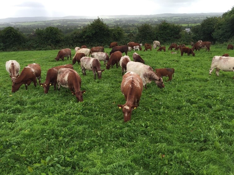 Read more about the article Milk and fertility driving Replacement index for Beef Shorthorn herd in Co. Cork