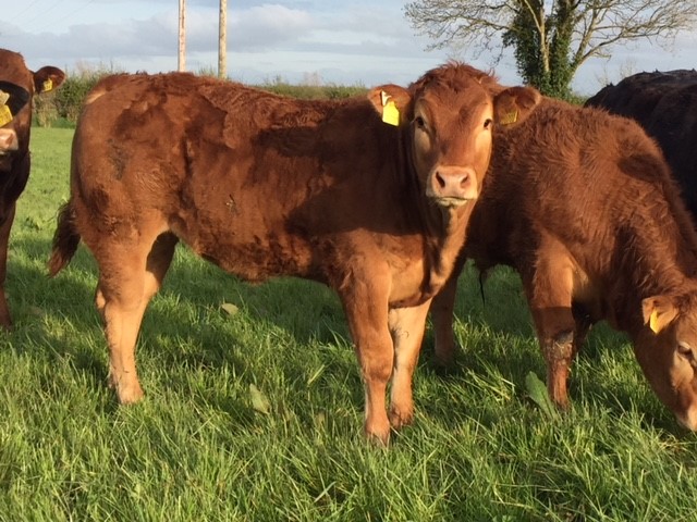 Read more about the article The first purchase proved to be the most valuable for Co. Limerick Limousin herd